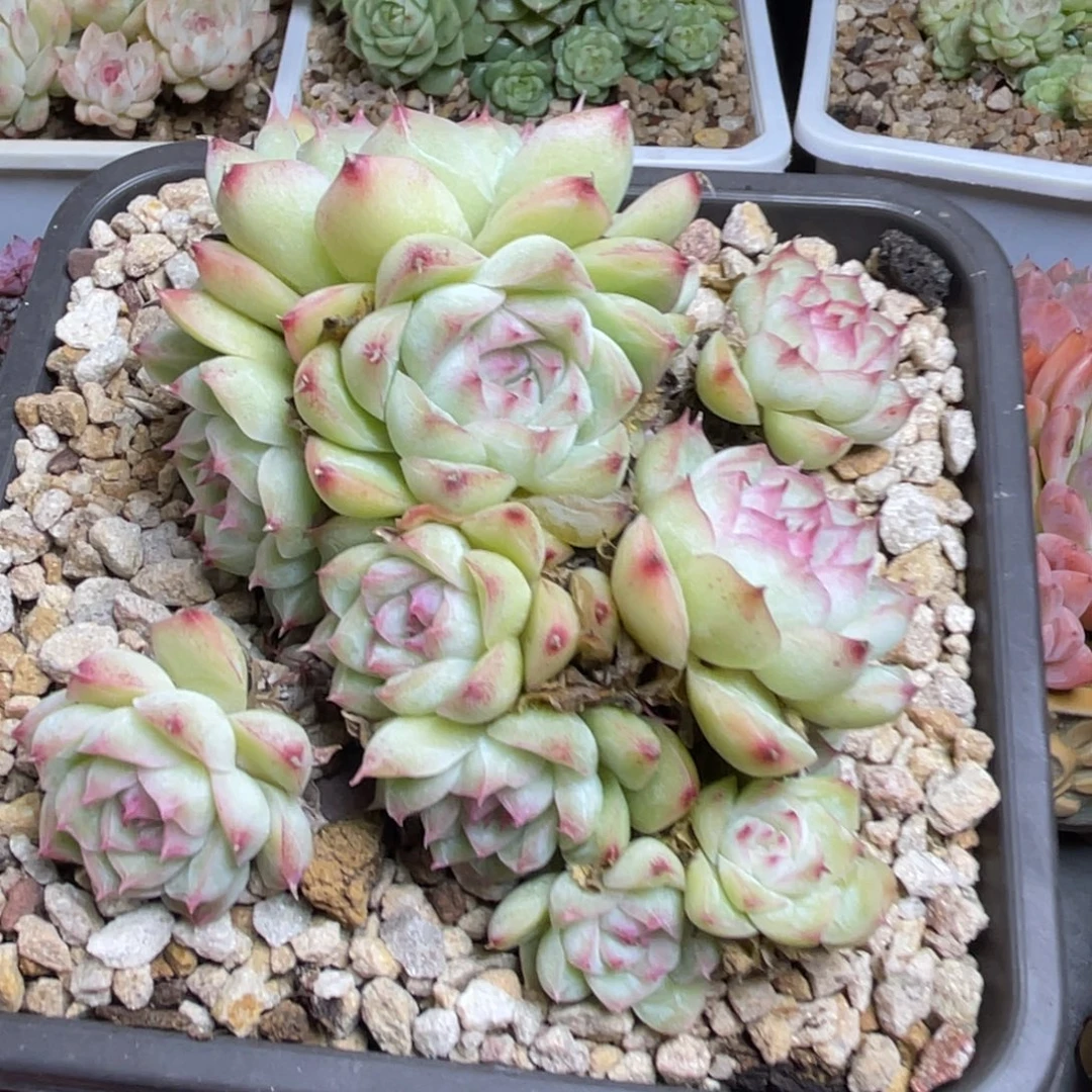 女王群生11公分左右