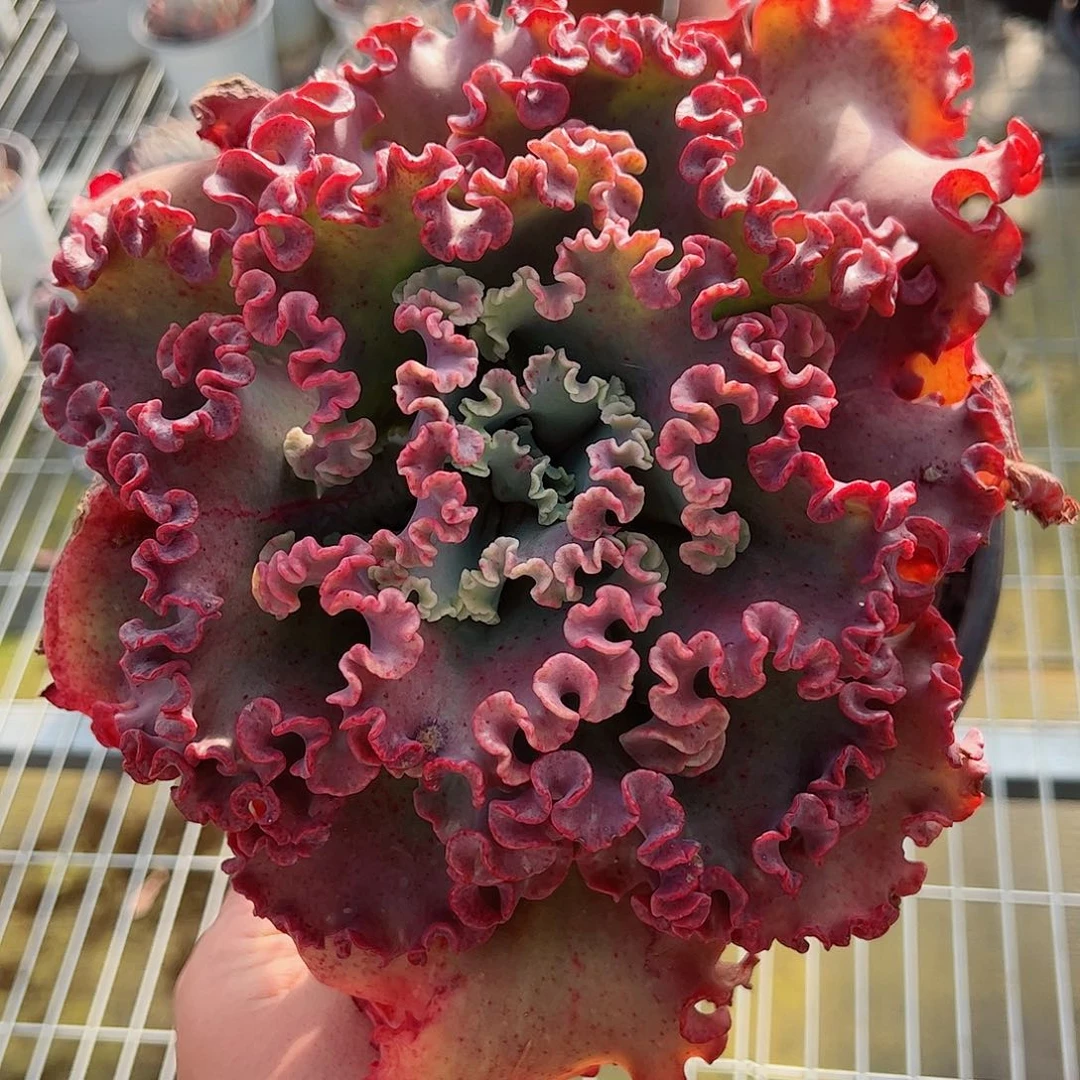 女王花笠大单头精控