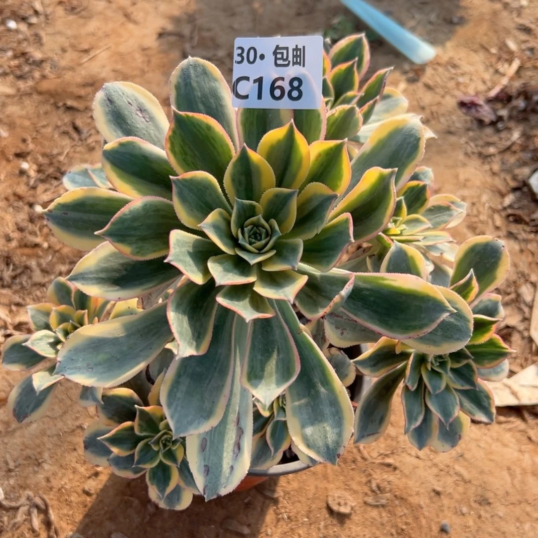 168 灿烂多肉法师