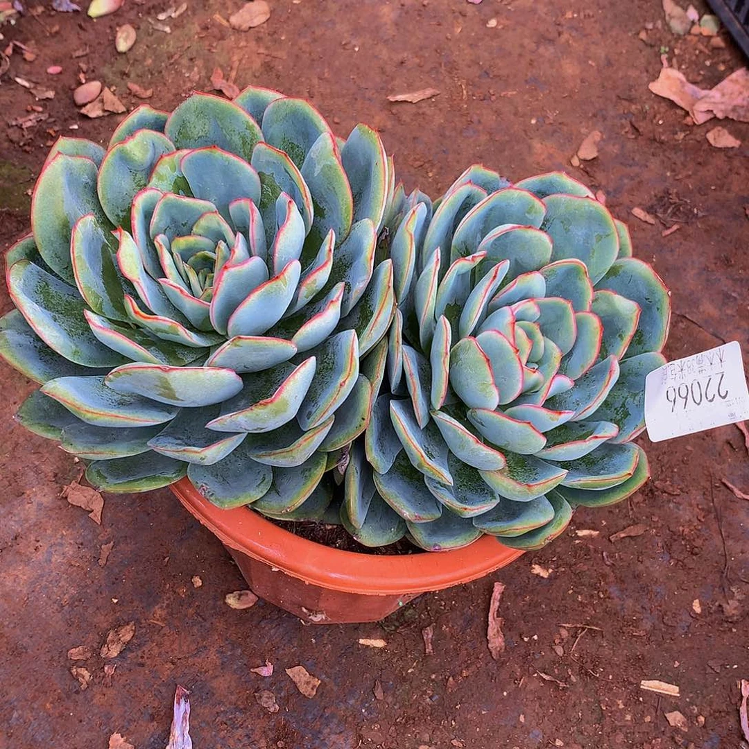 停***7   晨露多肉22066