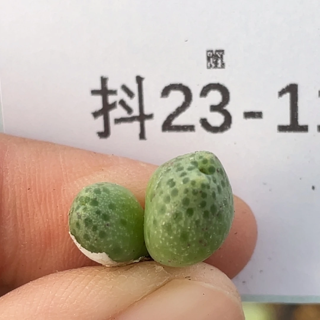 23-11草莓斑马肉锥