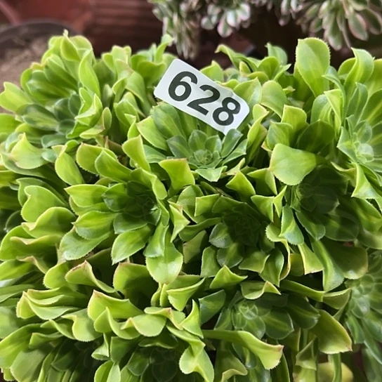 知***乐多肉植物一个琉璃628