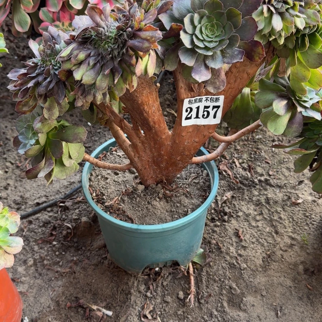 法师万圣节缀2157 17-25