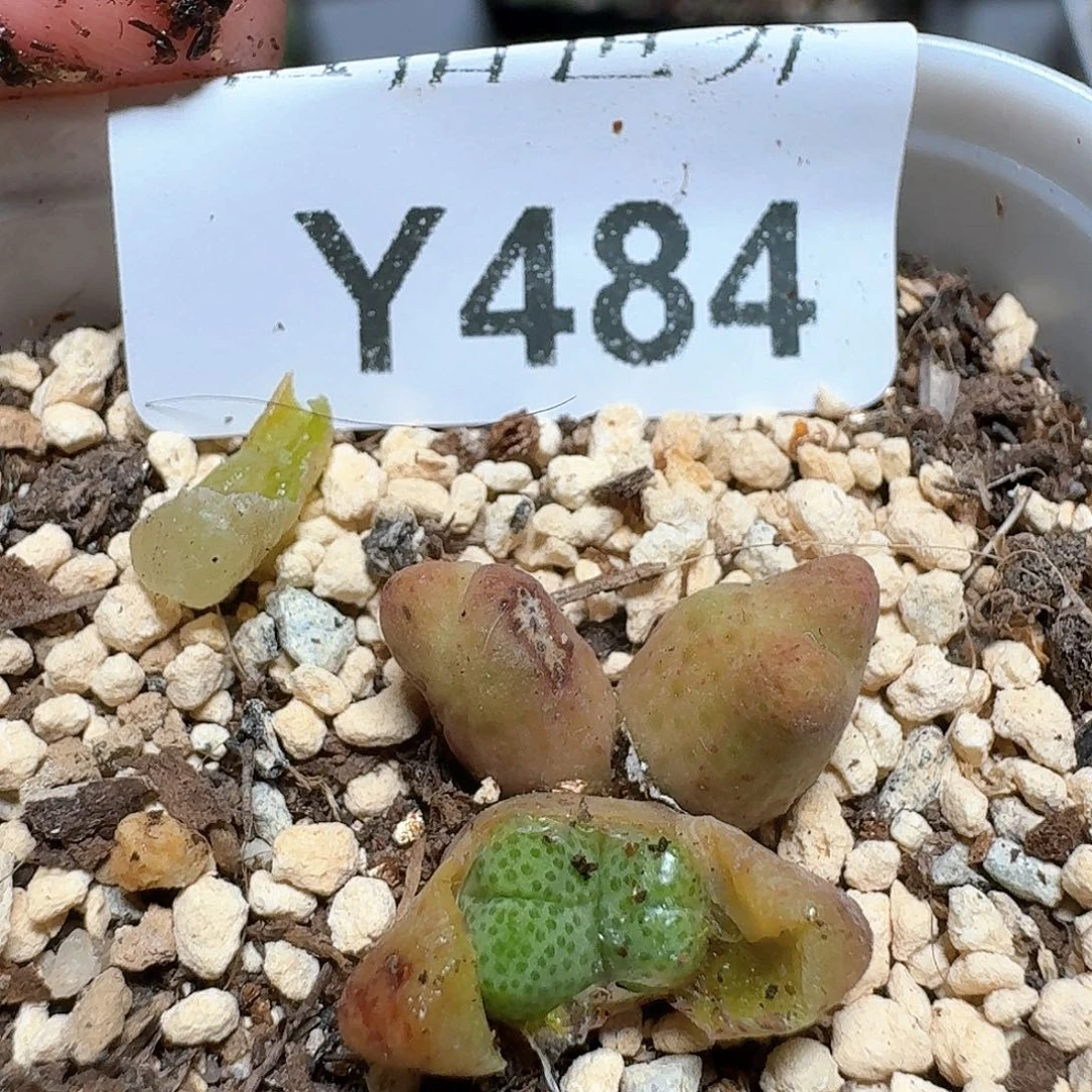 484盒多肉植物哇c f