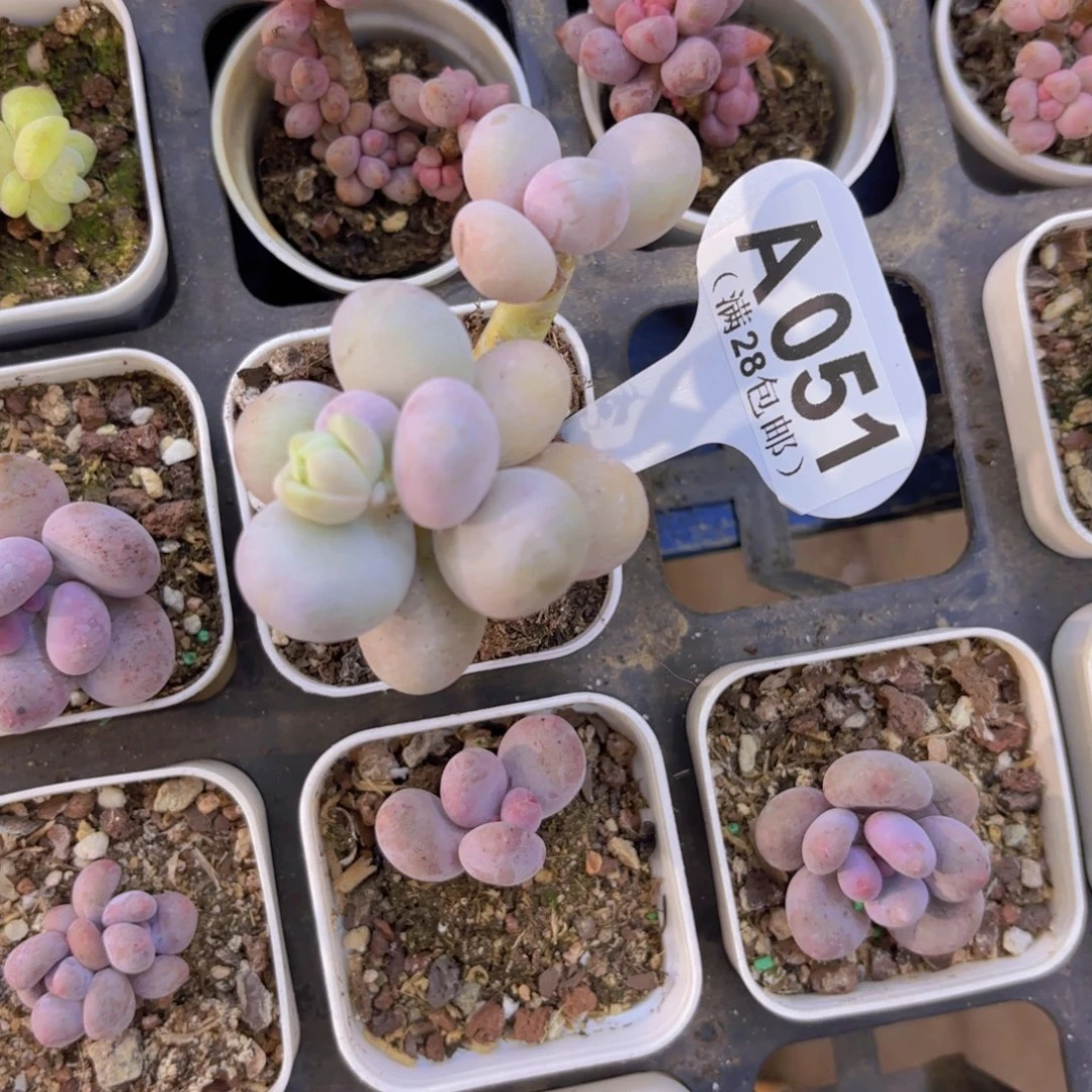 A051水光针奶酪一物一拍