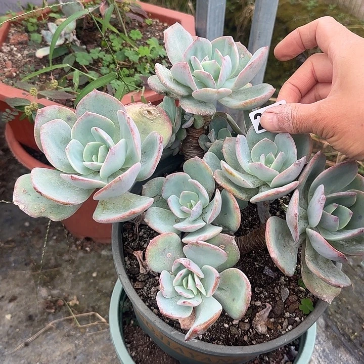 顺**?291不售后白凤脱土发货不退不换