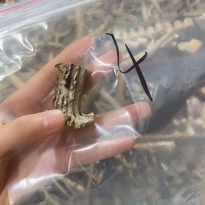 鹿角鹿角鹿角鹿角鹿
