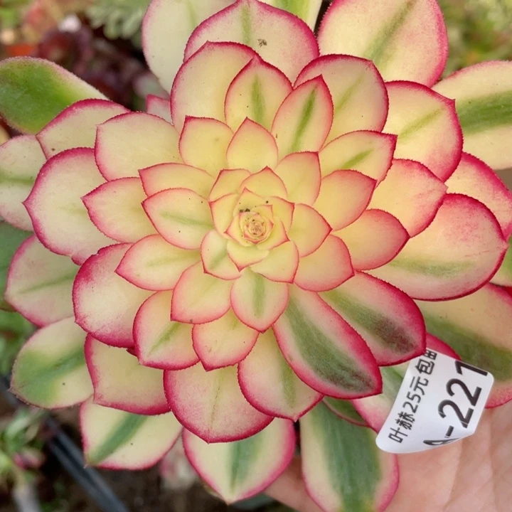 221荔枝有疤多肉12345678