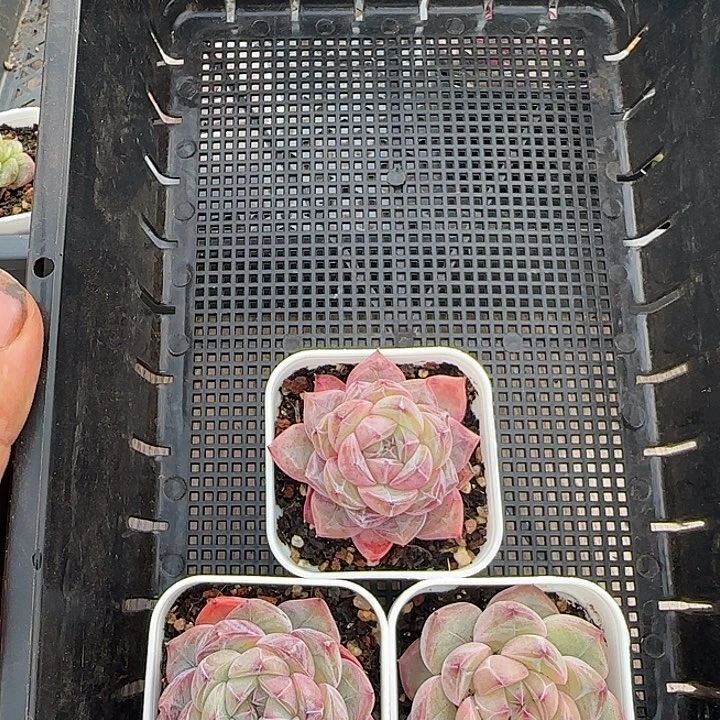 花时光精品多肉90