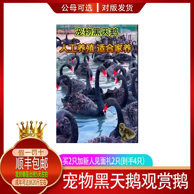 出壳5天宠物黑天鹅好养易活听话顺丰包邮