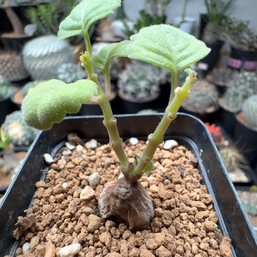 无花朵爱氏延命草