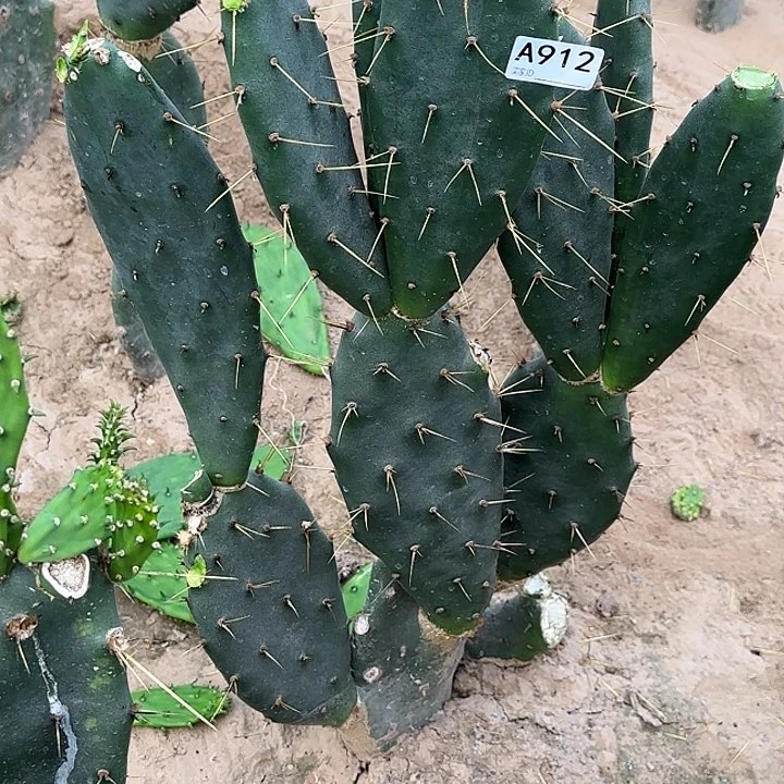 无花朵*️**黄大刺912