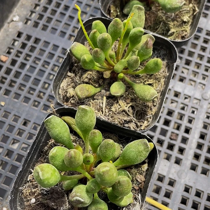 鼓槌水泡2.8带盆土发