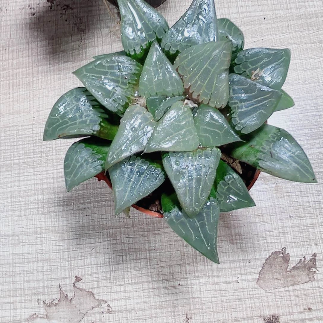 漂亮克多肉植物6666
