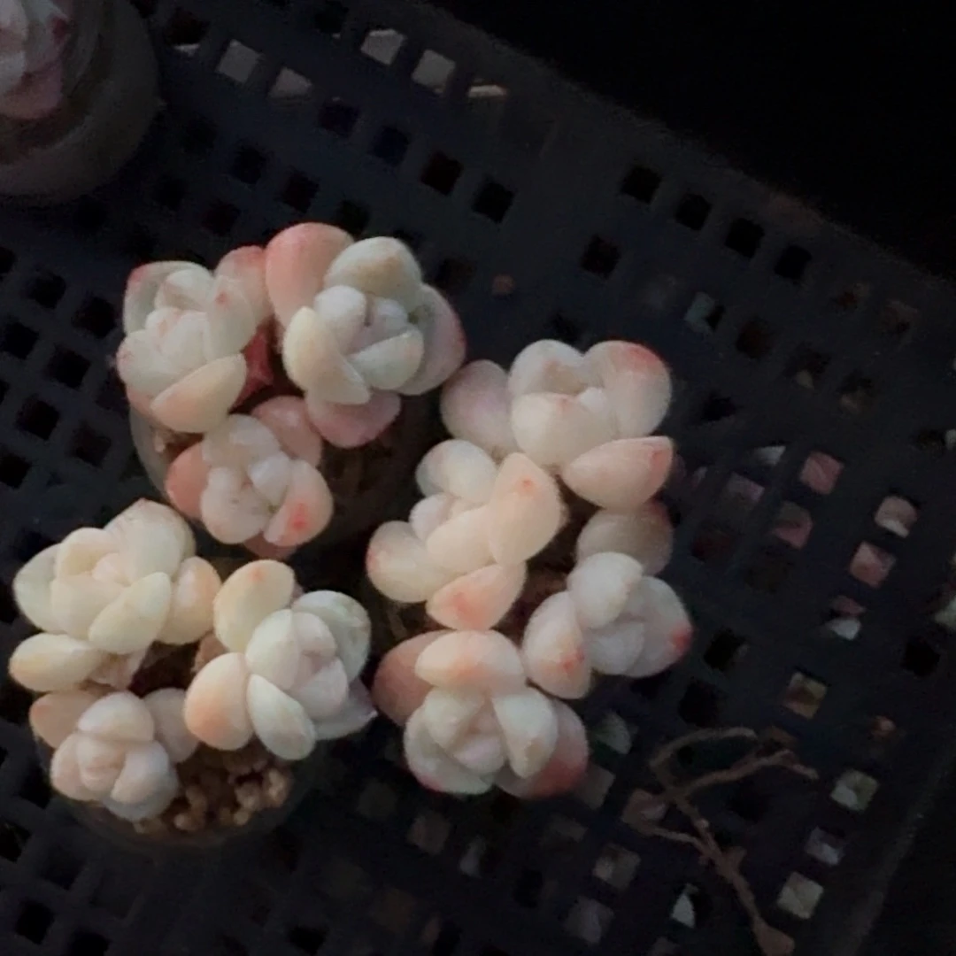 赵*怂多肉冰玉3颗带盆