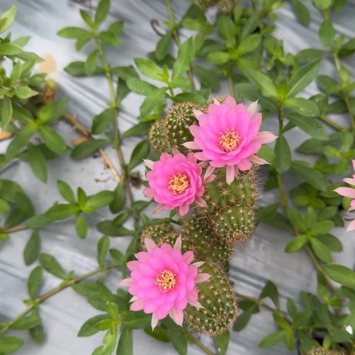 矮胖白檀361白檀小群随机