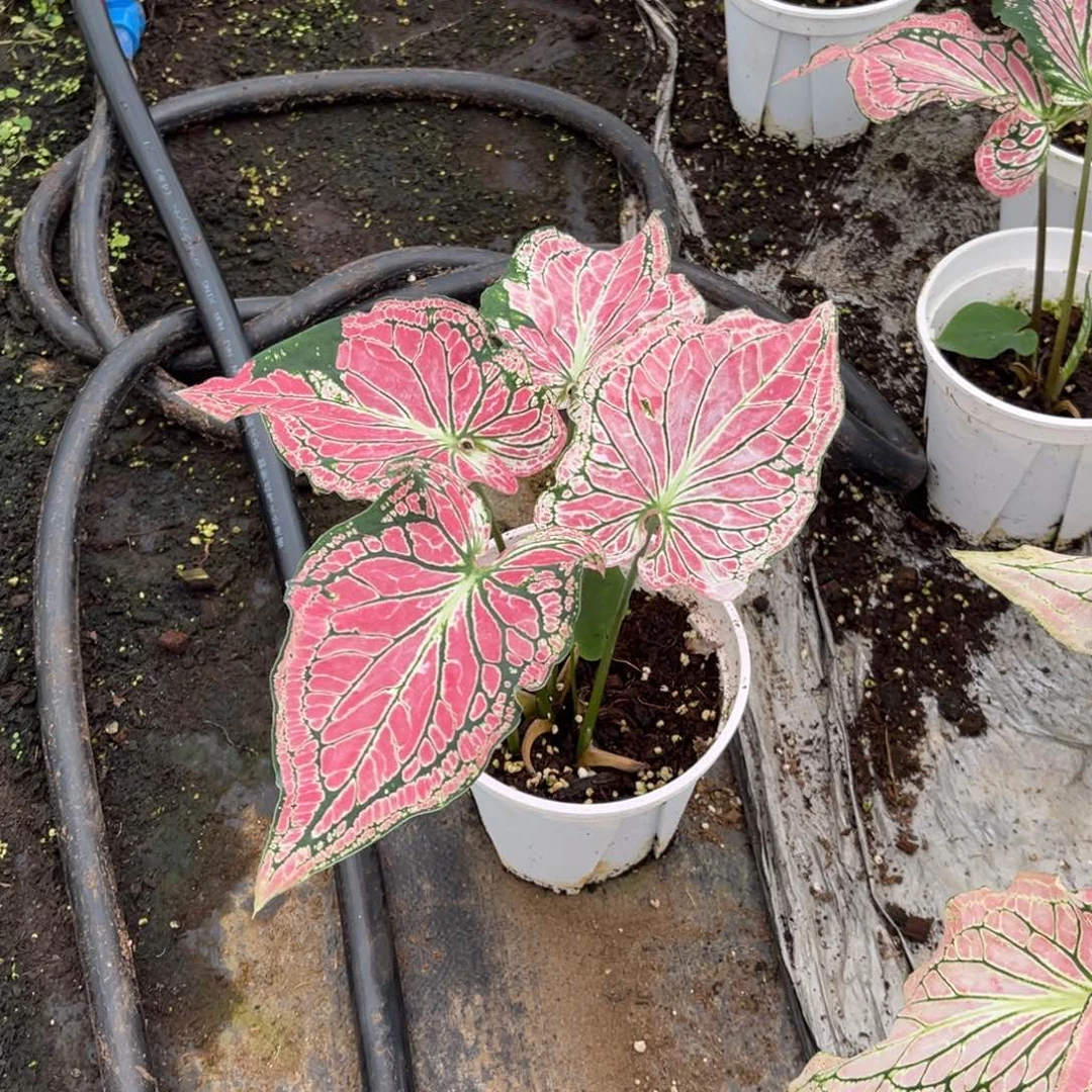 无花朵用****8粉色和声