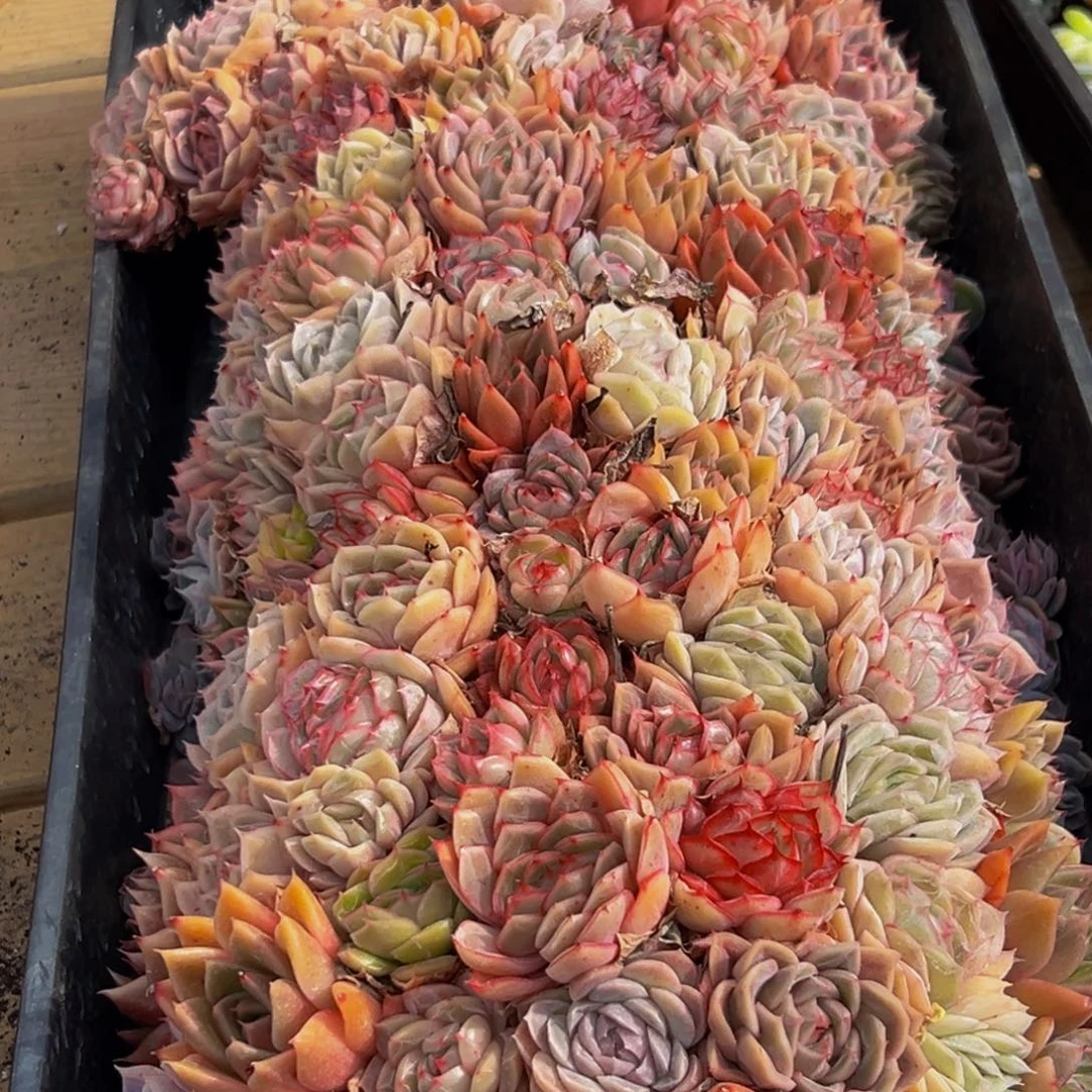 952大热天的一天从早上开始到