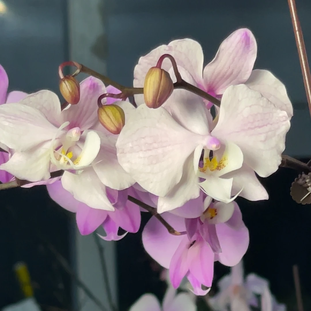 大量花朵（建议范围：8朵-15朵 或40%以上）编号1057M608交桑德