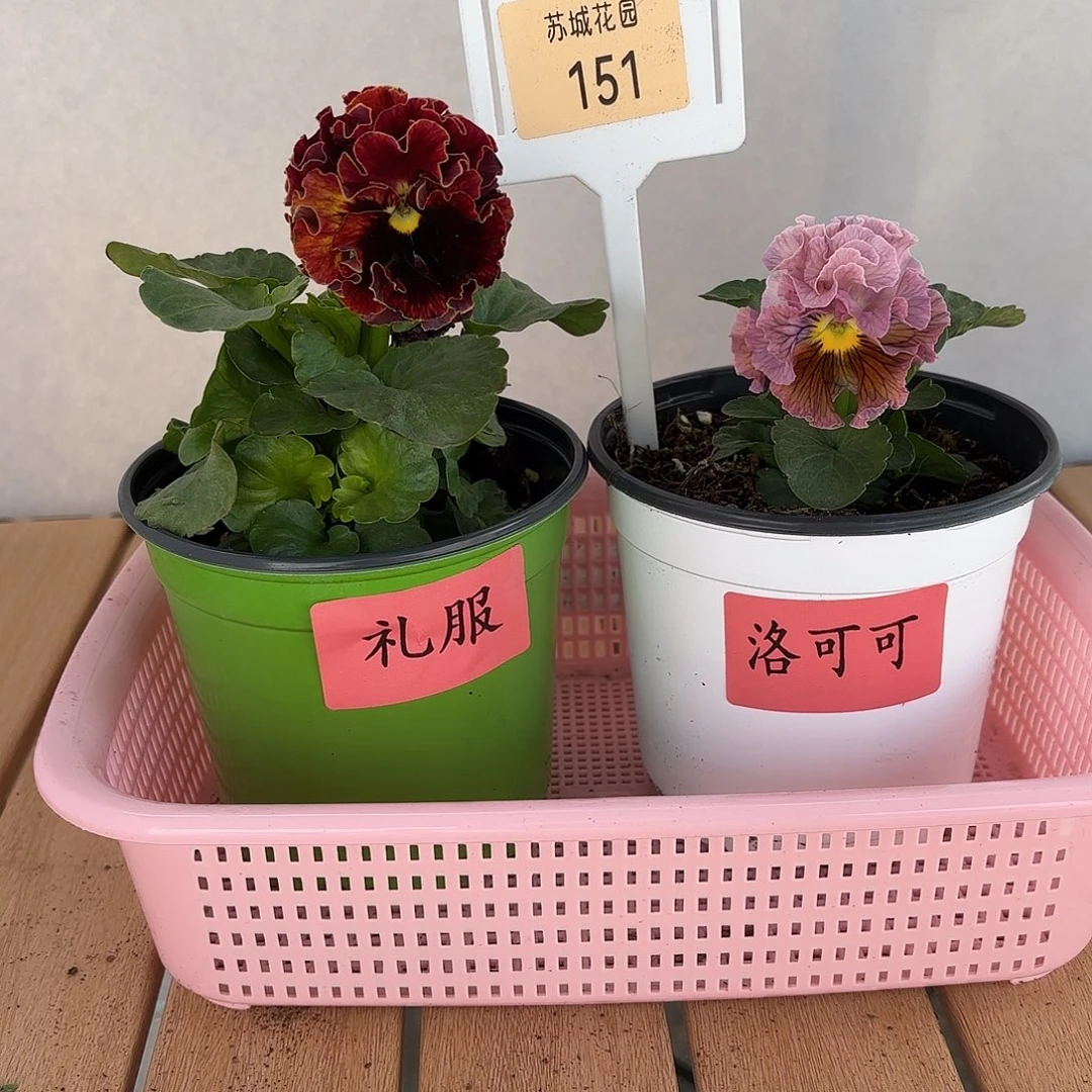 大部分开放少量花苞151