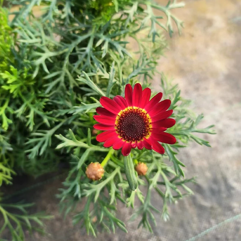 玛格丽特耐热耐寒庭院阳台开花分支植株盆栽