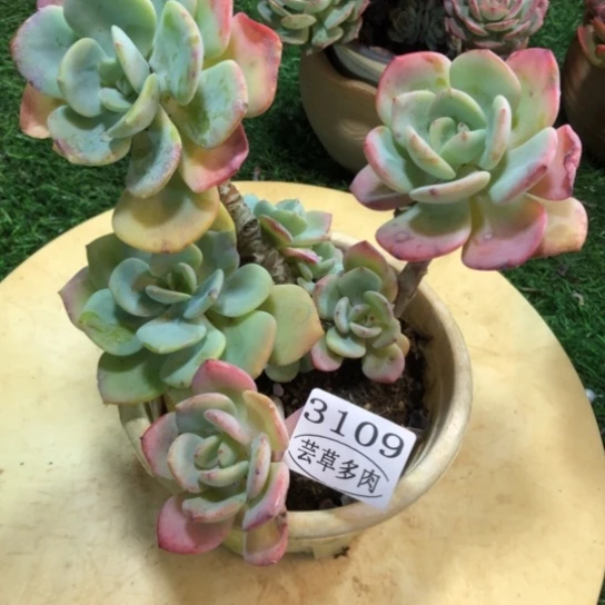 白月光，3109，一物一拍