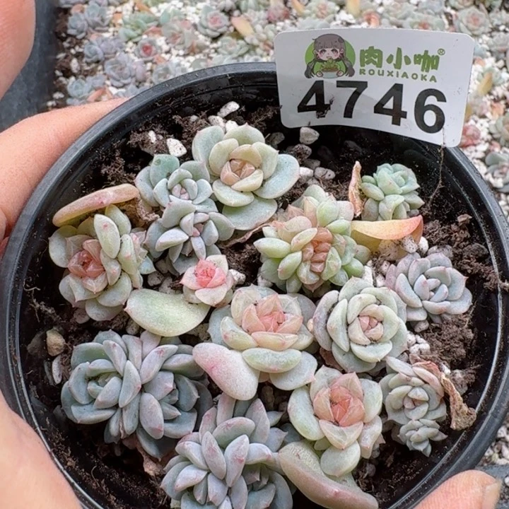 多肉植物多肉植物