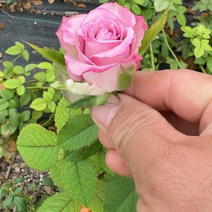 无花朵刺激一加仑