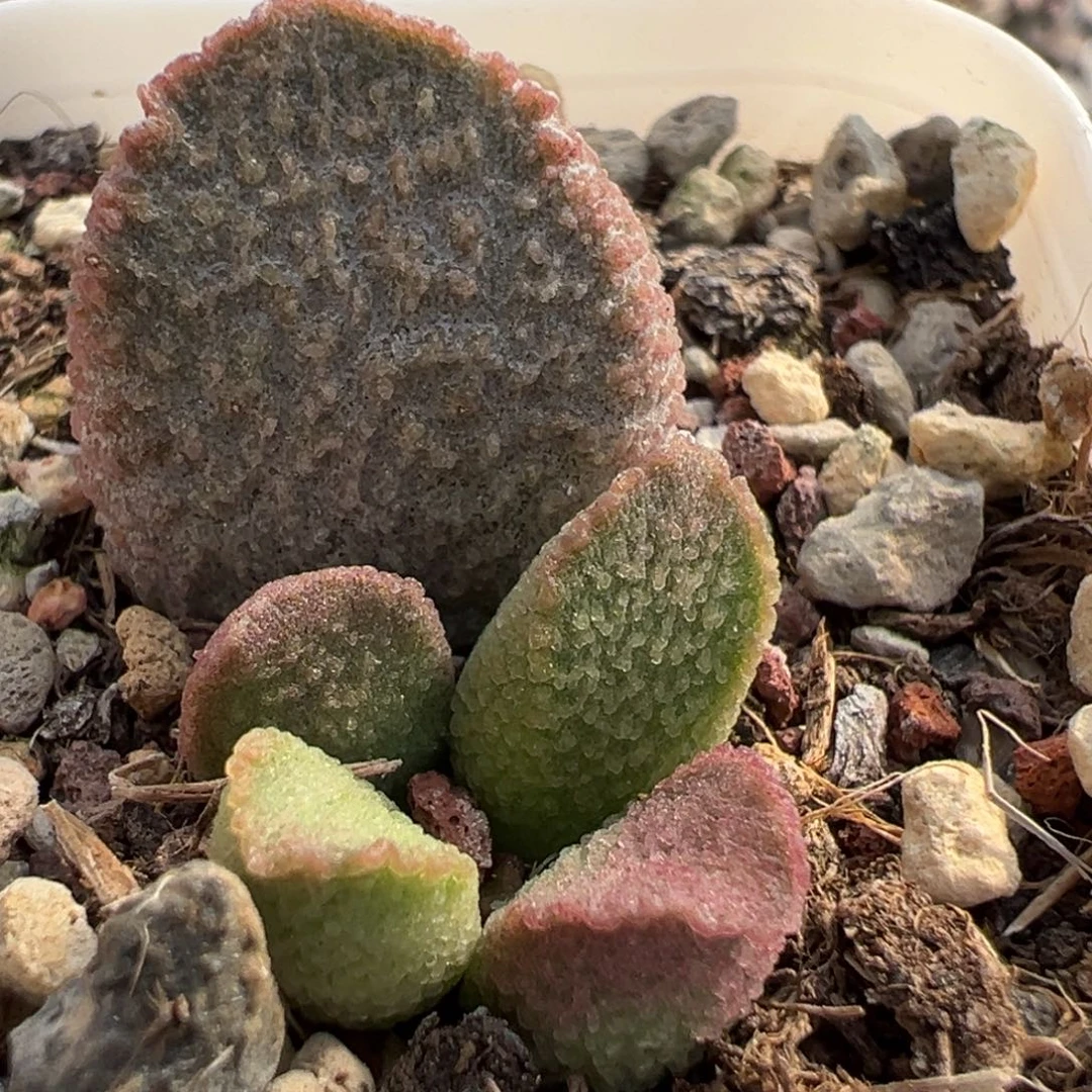 赛猪肝大苗多肉植物水泡