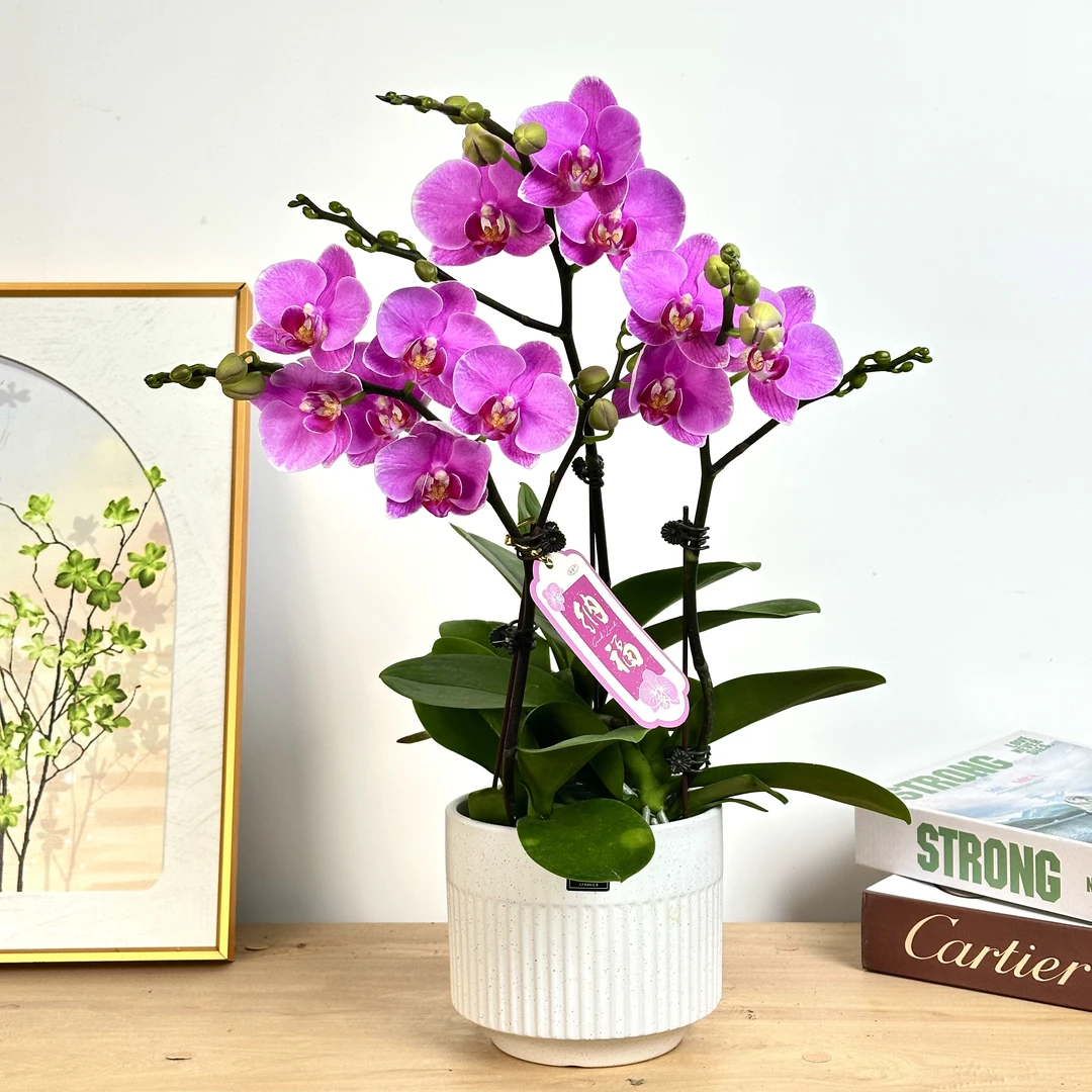 妗画【紫蝶】蝴蝶兰鲜花精致组盆 开花株 室内绿植