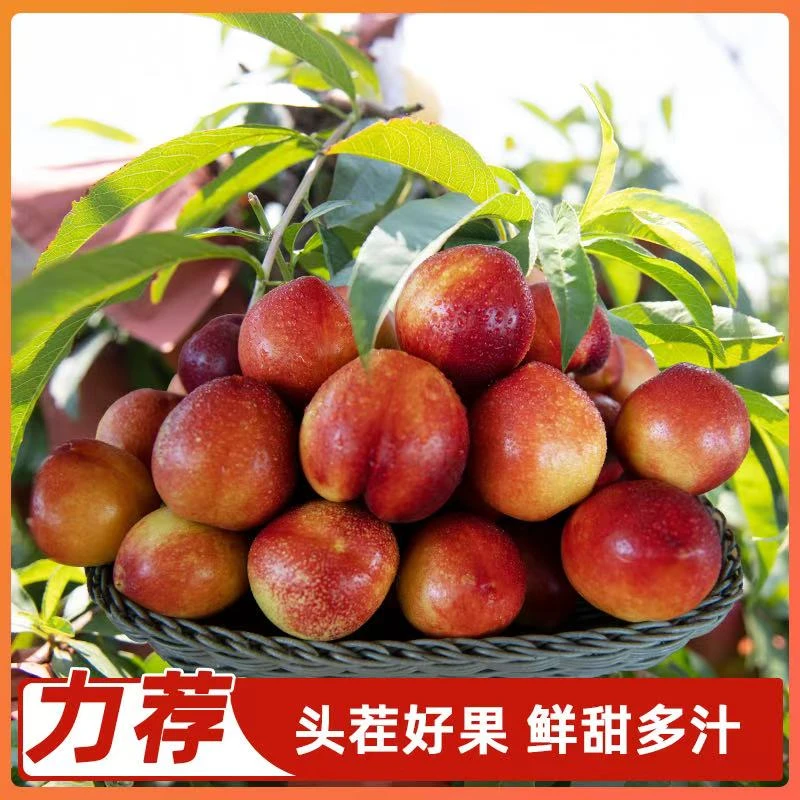 蒙阴本地种植露天麻点油桃2-5斤