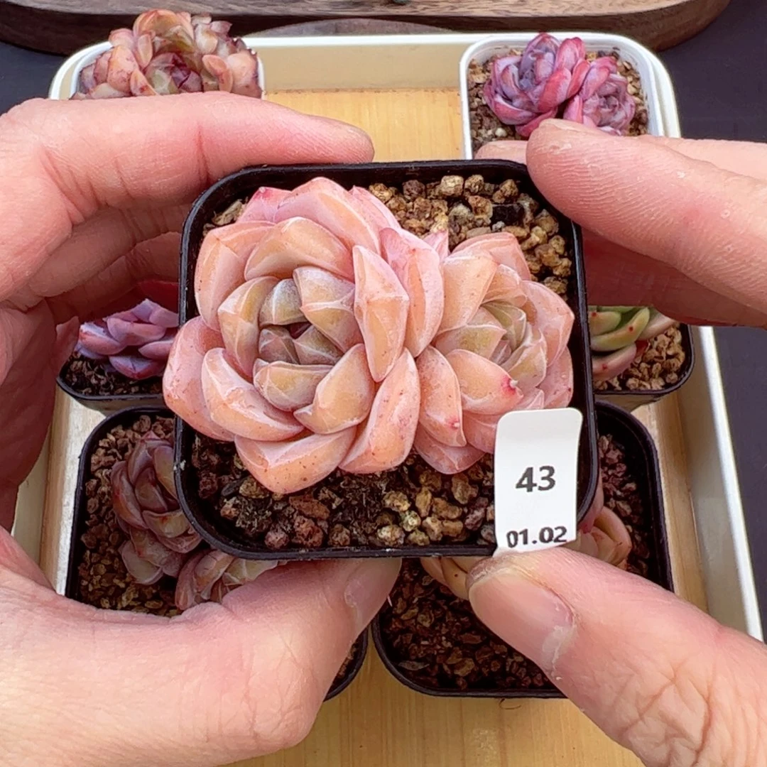 好好看43、哈哈哈哈