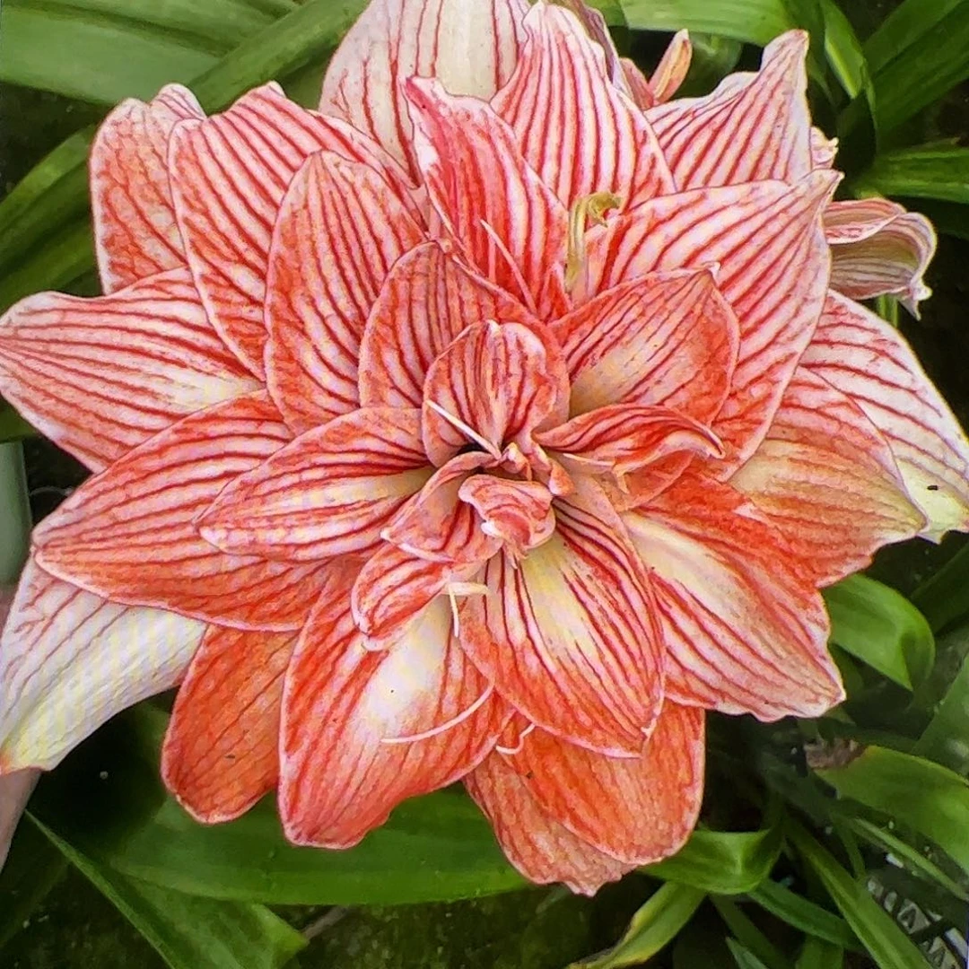 朱顶红马里奥开花球5-6cm带侧