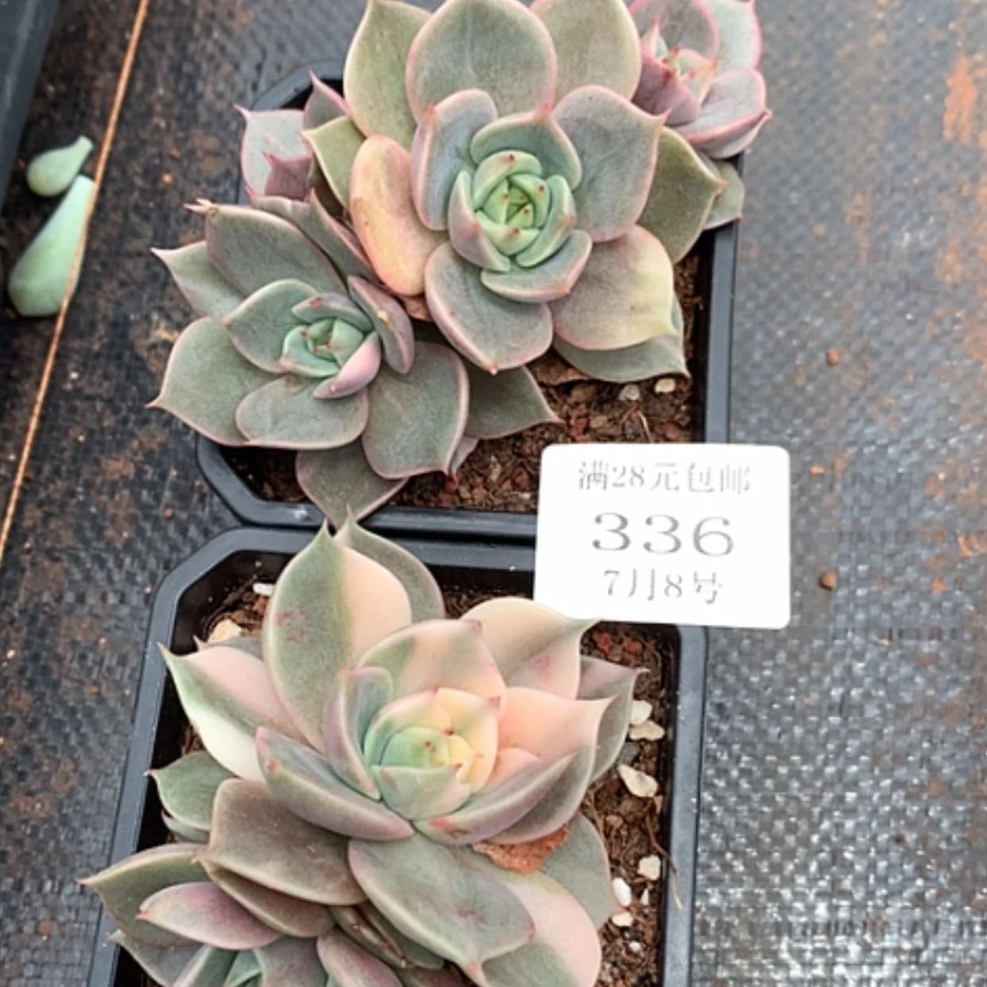 【闪购商品】与***飞云336号