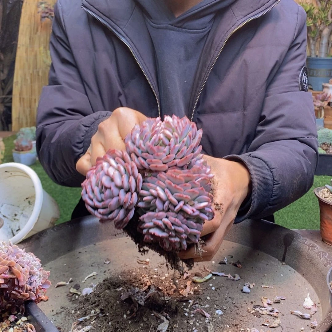 L**a78号号玛瑙缀化