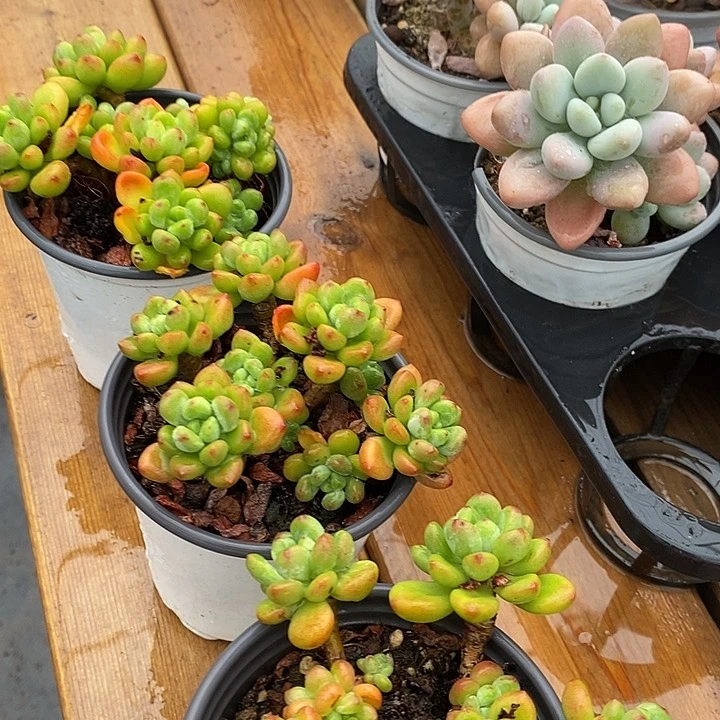 香格里拉2盆发货