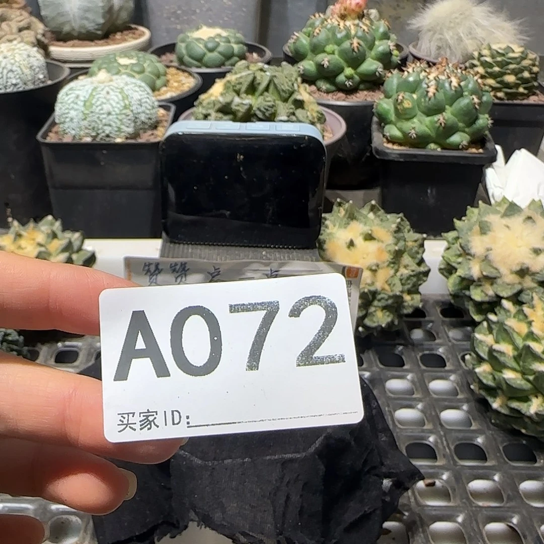 月***、实生仙人球特价一颗