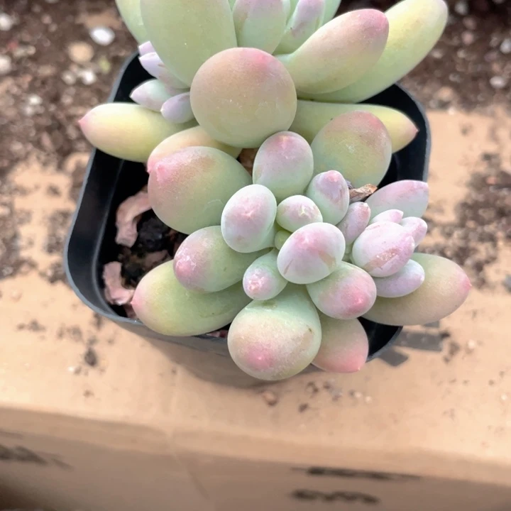 樱花奶随机发满18包邮