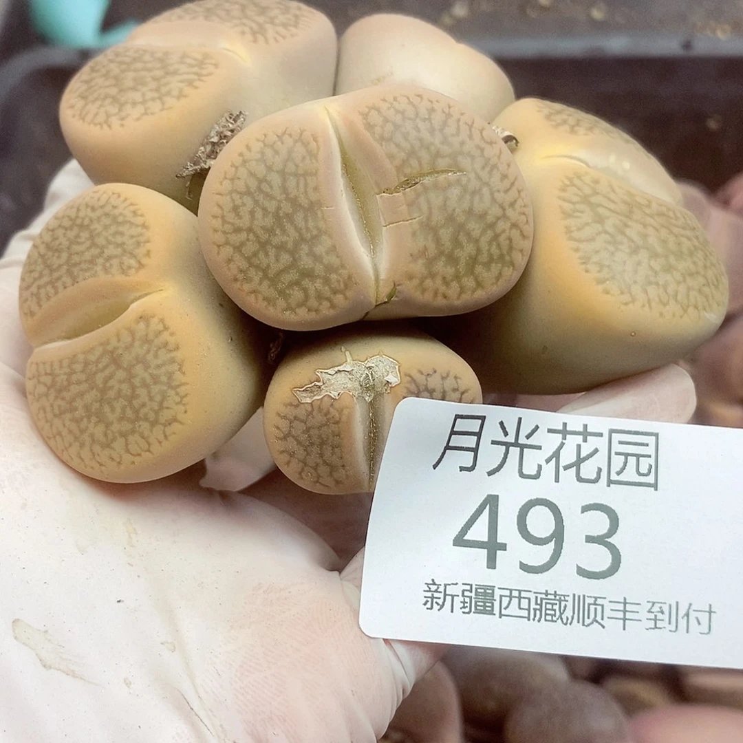 是****。我要做自己爱干就给493