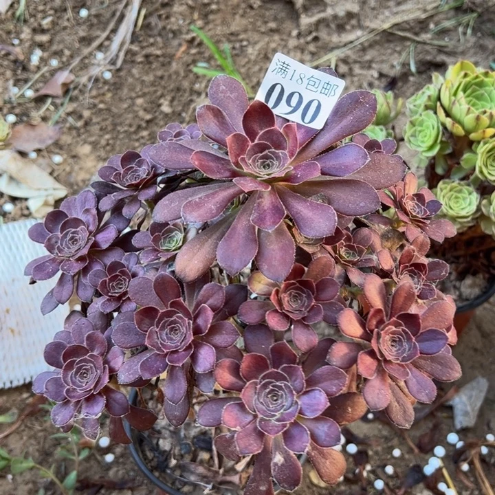 090红酒圆叶000000