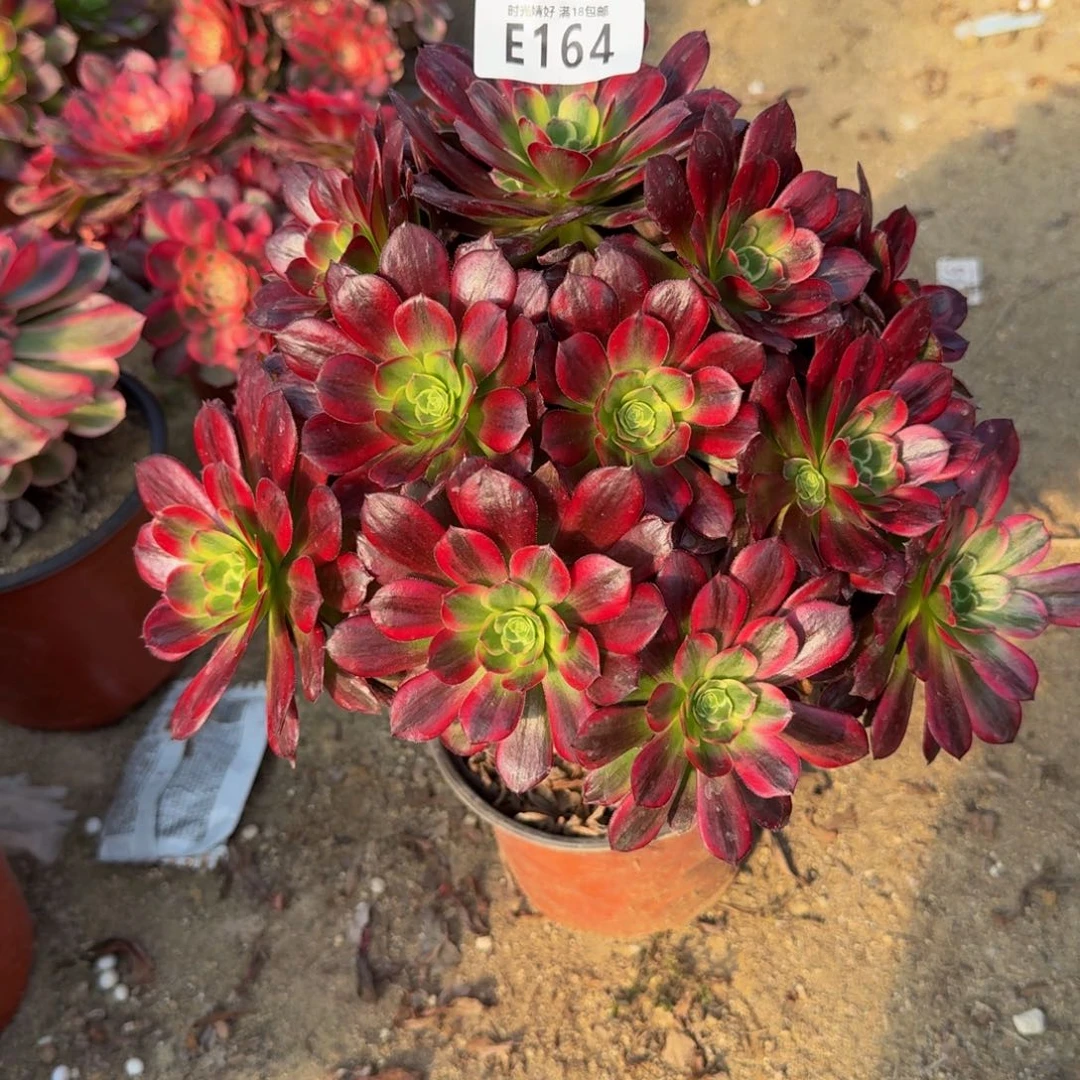 164安娜。多肉植物