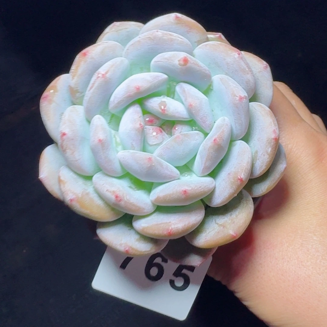 梦露            精美多肉植物