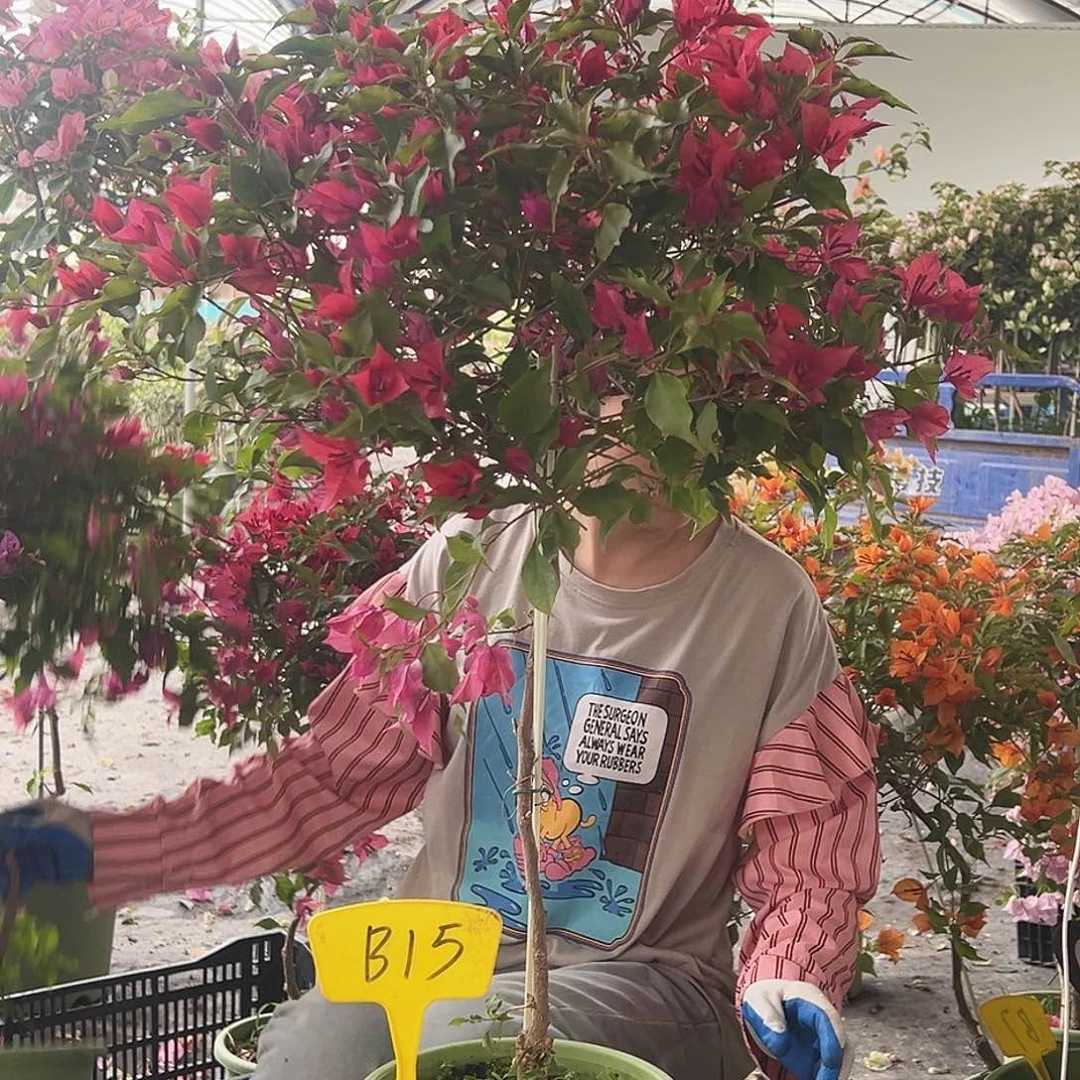 豆***猫大部分花苞少量开放B15橙桑巴