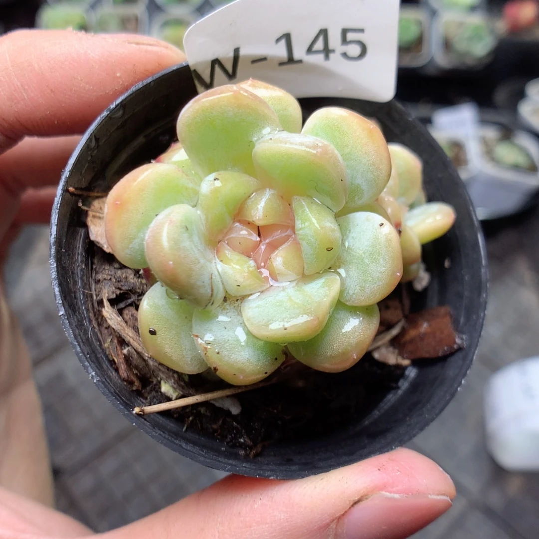 无花朵W145yyyyyyyyyyyyy