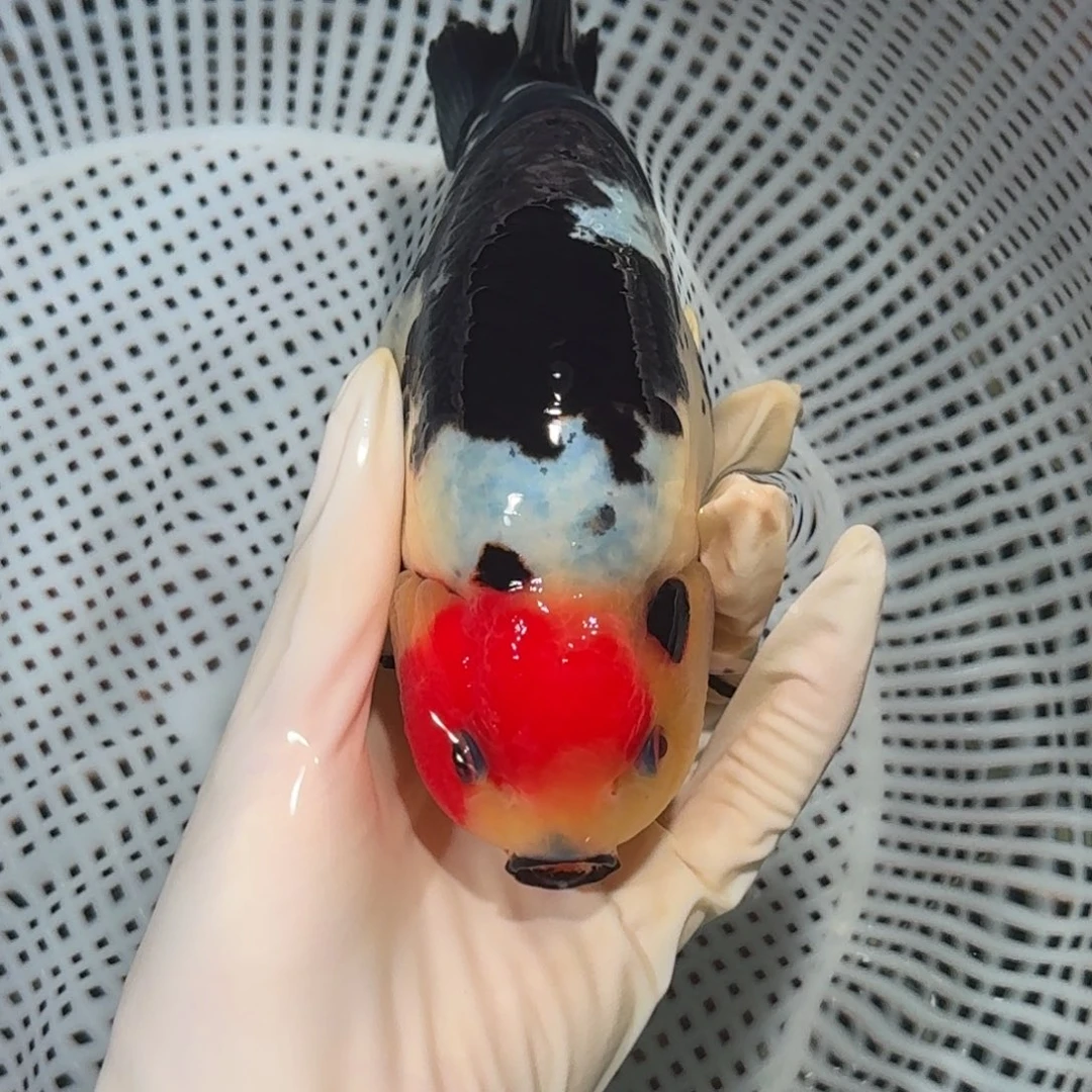 金鱼精品兰寿兰寿