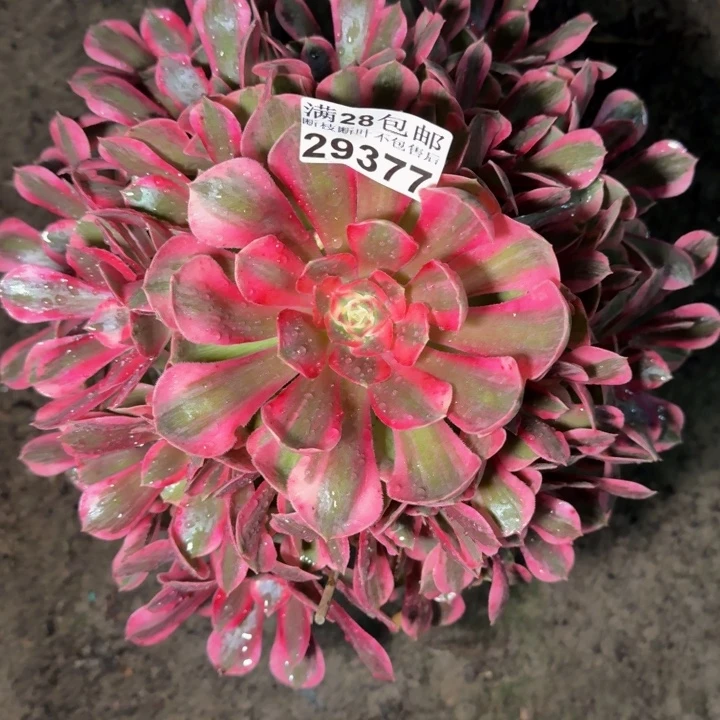 29377南女郎多肉植物