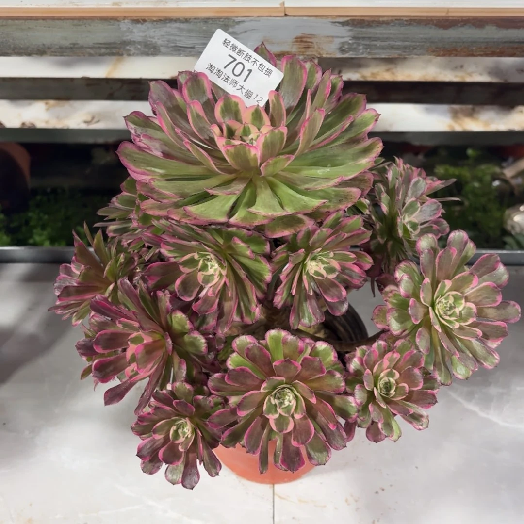 701霁月多肉植物法师