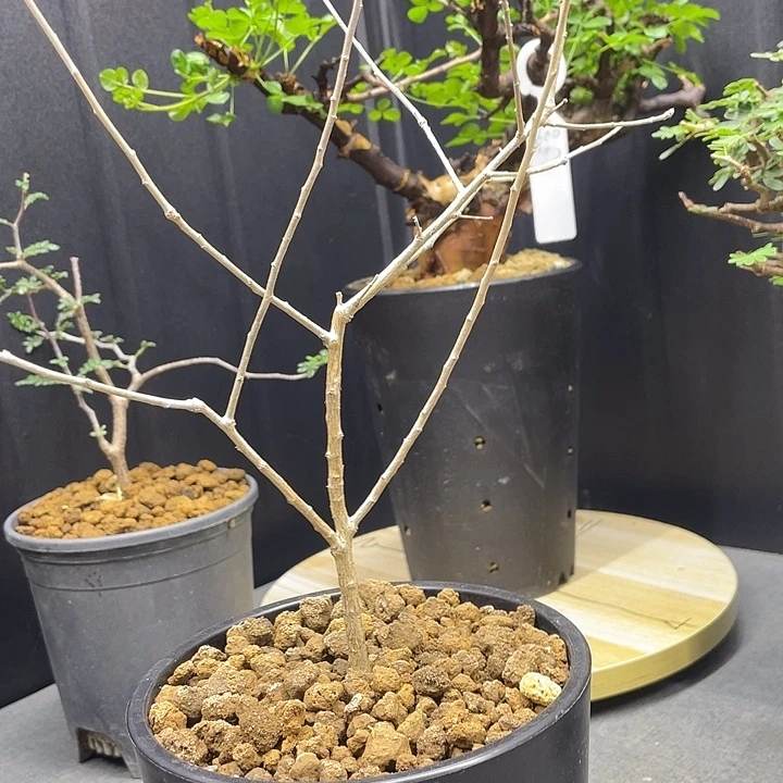 大***s黎乳香11111111111111