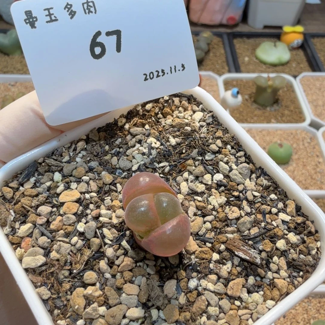 喜***刷多肉多肉多肉11.5-067 恩东 青蛙