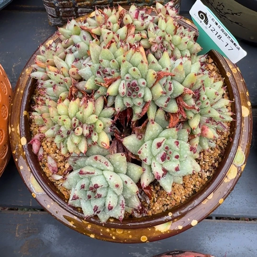 从前慢多肉精选编号1218.17